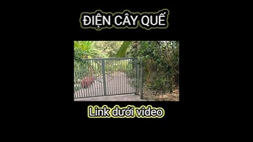 Khám Phá Chốn Tâm Linh Cây Quế Núi Cấm! # nuicam #shorts #tâmlinh cây quế