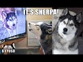 Husky Recognises Best Friend on TV! TALKS to Him!