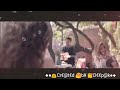 Ik Vaari love song ◆By Ayushmann Khurrana◆ WhatsApp status video.. Whatsapp Status Video Download Free