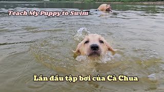 Lần đầu Cà Chua tập bơi, may mà có anh Cà Rốt chỉ dạy | Labrador Puppy learns to Swim