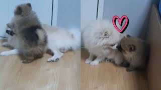 강아지 사회성 기르는법/새끼강아지