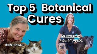 Podcast with Dr. Kim: Top 5 herbs for Dogs and Cats Top 5 Herbs For Cats