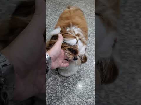 20260827 理髮廳西施犬
