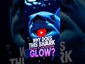 "Why This Shark Glows in the Dark!" #DeepSea #Bioluminescence #MarineLife #SharkFacts