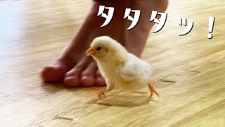 歩くとついてくるひよこがかわいい。