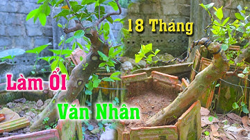 18 tháng làm Cây Ổi Văn Nhân từ cây dáng Cột Điện