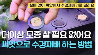 152.씨앗에서 부터 수경재배기로 실패 없이 식물을 기르는 쉬운 방법입니다