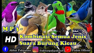 MASTERAN KOMBINASI & KOMPILASI SEMUA JENIS SUARA BURUNG KICAU - MATERI LENGKAP PALING BANYAK DICARI