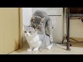 ウチの猫が遂に交尾しだしました……