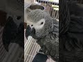 Parrots eyes so expressive  birds parrot