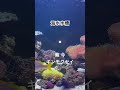 海水水槽✖︎ 紫 今/ギンモクセイ