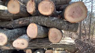 Shiitake mushroom logs galore at Green Pastures Farm.