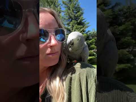 Trying To Change Her Name Again Parrots Bird Birds Parrot Talkingparrot Funnyanimals 