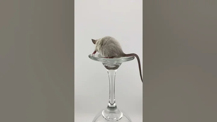 Watch the video about Adorable Siamese Rats