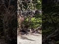 An everyday day thing #wildlife #nature #Florida#reptiles#alligators