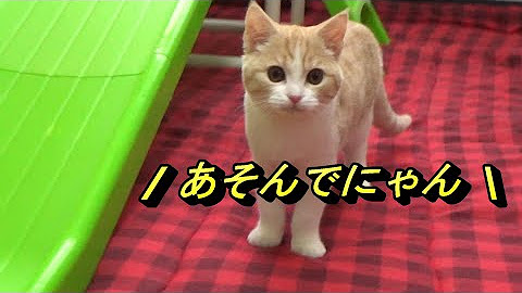 きにゃこ物語 Youtube