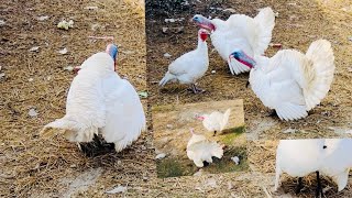 White Turkey gobbling #turkey #beautiful #bird #sound #gobble
