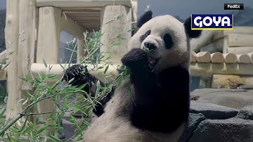 2 giant pandas from China arrive at new home in US