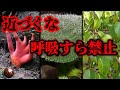 【閲覧注意】呼吸すらNG!? 近寄るだけでも危険な生き物 3選【ゆっくり解説】【近づくな】