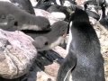 The breeding life of the rockhopper penguins, Falkland Islands.m4v