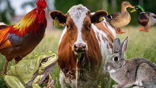 اسماء واصوات حيوانات المزرعة مع مليكة - اصوات الحيوانات للاطفال فى الروضة والمدرسة -  farm animals