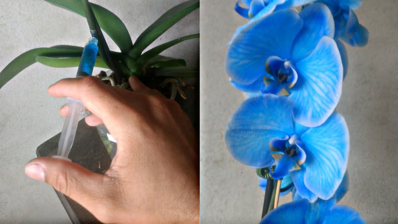 Fiz minha orquídea da flor branca ficar AZUL - YouTube