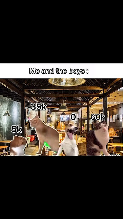 jelas sekali ya #kucing #kucingimut #funny #peliharaan #kucinglucu #happycats #shots