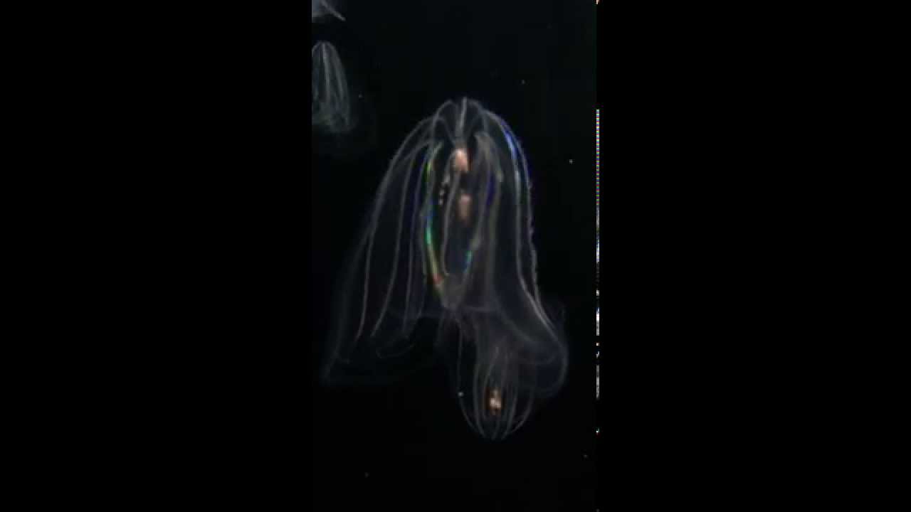 LightUp Jellyfish at The Florida Aquarium YouTube