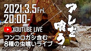 【告知】フンコロガシ含む８種の虫喰いライブ-2021.3.5金曜日20時～《年間100日ソロキャンパー男時》