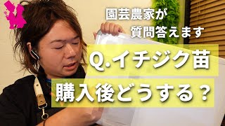 【イチジク】苗購入後の管理について園芸農家が質問に答えます！