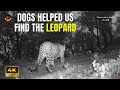 Life in mountains  the dogs helped us find the leopard  leopard in backyard  tanhau series 4k