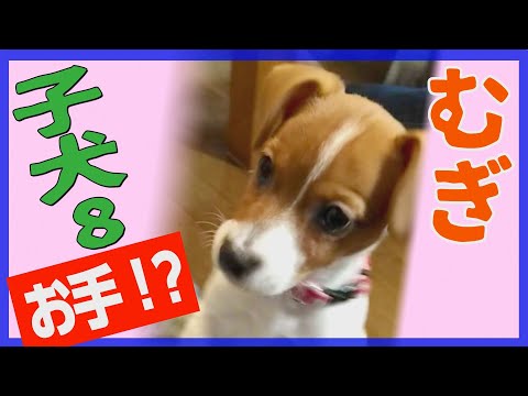 【わんこ】ジャックラッセルテリアの子犬、むぎのはじめてのお手とおすわり【子犬動画】