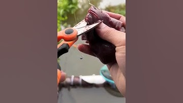 Kỳ lạ cách câu con rùa, con baba #cacconvat #docla #fishing