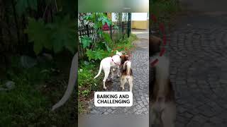 Calm Dogo Argentino Handles Aggressive Stray Dog! 😮🐶