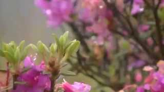 1040527合歡北峰高山杜鵑花況 1