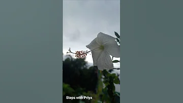 Rainy Day Short Youtubeshort Rain Flower Cloud Raindrops 