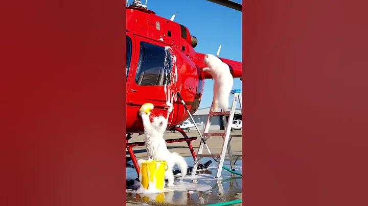 Video 11797461: cat cutecat funnycats, mother cat washing kitten, baby kittens cat mother, kitten baby cat adorable