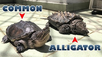 Đón cặp RÙA CÁ SẤU về nhà, làm thùng nuôi trên sân thượng