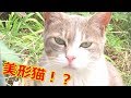 白さばの美形のら猫 Beautiful White mackerel cat