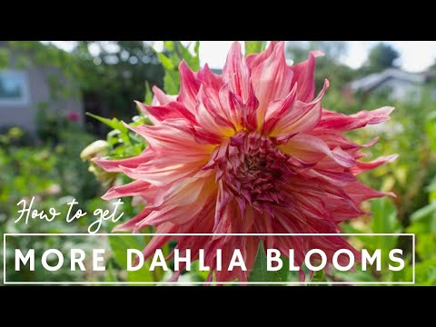 ? How To Get More Dahlia Blooms / Deadheading U0026 Harvesting Dahlias / Coast To Coast Home And Garden