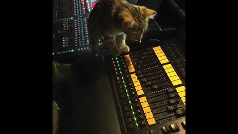 Cat playing with digital lighting console Grand MA 2
