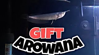 Arowana | My Gift | Thanks Atish bhai by THE MMS VLOGS 2,979 views 5 years ago 11 minutes, 50 seconds