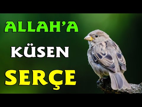 Allah'a Küsen Serçenin Hikayesi | Dini Hikayeler