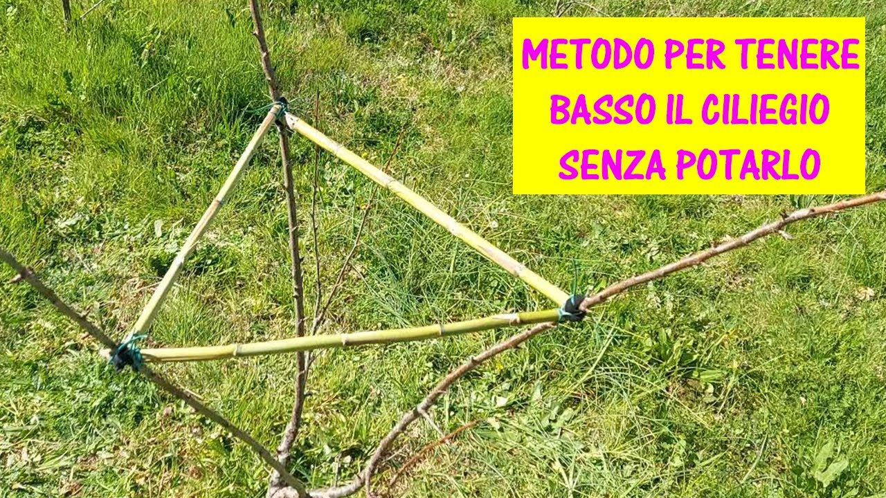 Come abbassare i rami troppo alti del ciliegio senza potarlo