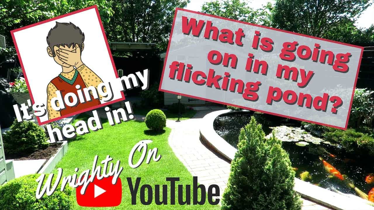 Сейчас дела идут не очень хорошо. #koi #filtermedia #rdf #movingbed #bakkishower