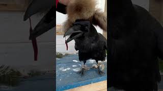 #Aboutbirds #Воронгоша #Crow #Raven #Animal