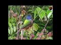 Descripción colorín siete colores - Aves en Berriozábal