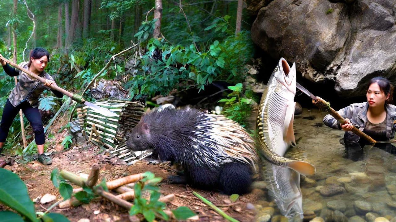 荒野美女獨自野外生存，竟然捕獲到極品豪豬，直接巡洋起來，更有河中下哈與，吃上美味烤魚！