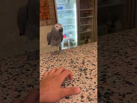 لايك ومتابعه مقلب كوكو أليف للبيع كوميدي
