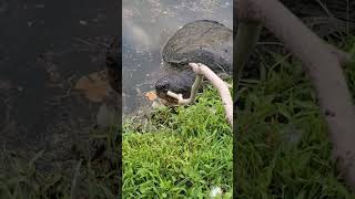 This gorgeous snapping turtle that is so cool to look at